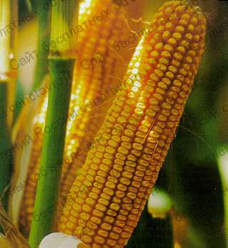 Фото: Реализуем семена кукурузы раннеспелые гибриды