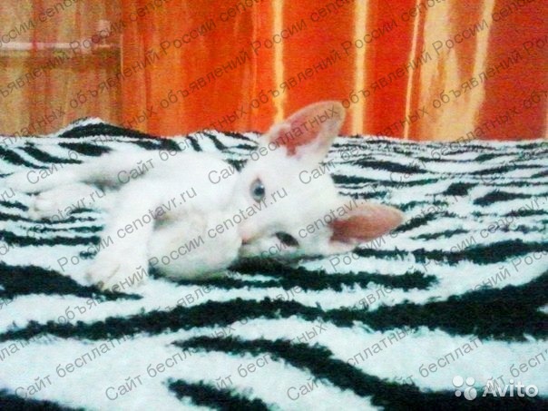 Фото: Котенок молочного цвета брашь сфинкс