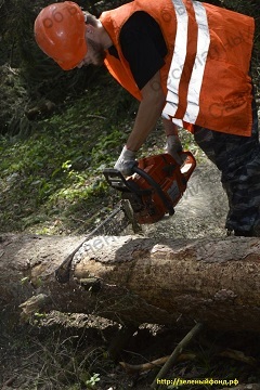 Фото: Удалить или кронировать дерево, выкорчевать пень в день заявки