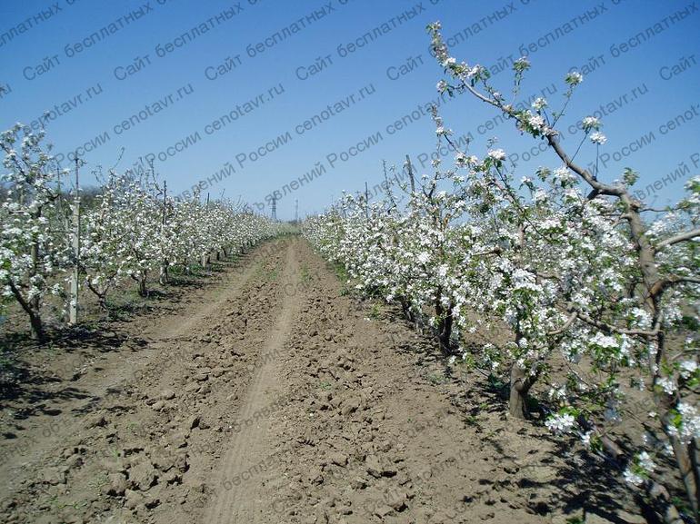 Фото: Плодоносящий яблоневый сад в Крыму. Продам