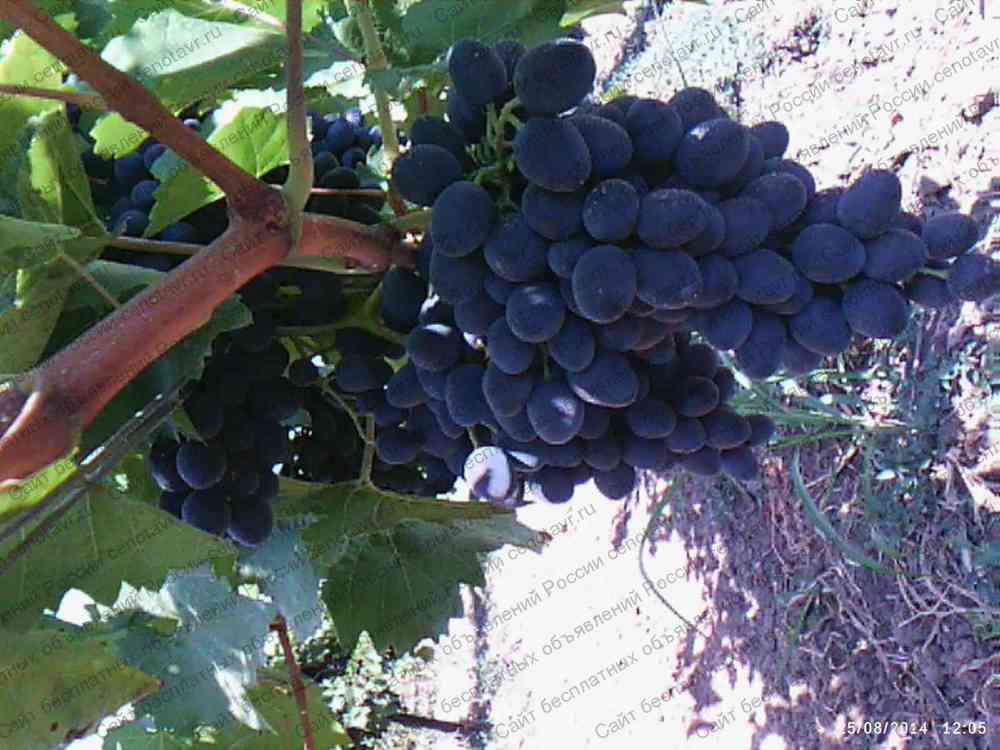 Ритон виноград описание и фото