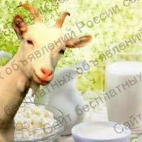 Фото: Продаю молоко, сыр, масло, творог от домашних коз