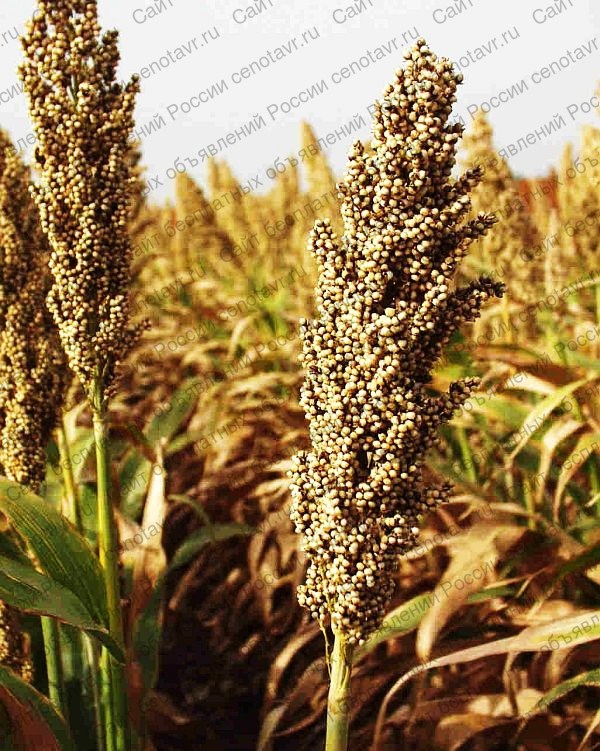 Фото: Семена сорго сахарного, зернового, суданкового