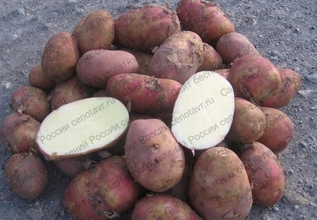 Фото: Картофель оптом от производителя продам