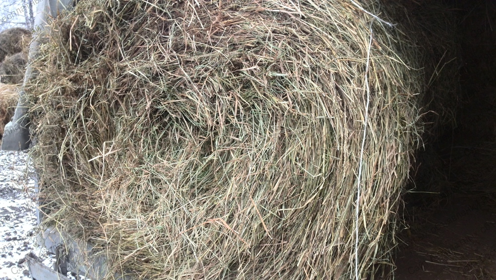 Сена 200. Сено для свинк. Фото сено в рулонах 200кг. Калтасинский район бепл объявления сено в рулонах. Сколько стоит скрутить сено 200 килограмм.