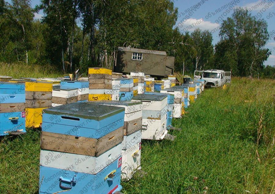 Купить Пчел В Волгоградской Области На Авито