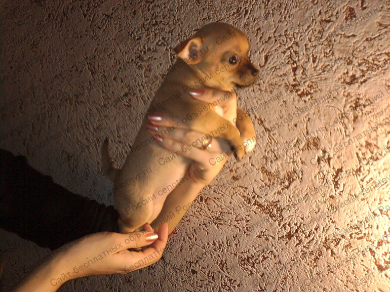 Фото: Продаются красивые щенки чихуахуа г.Пенза