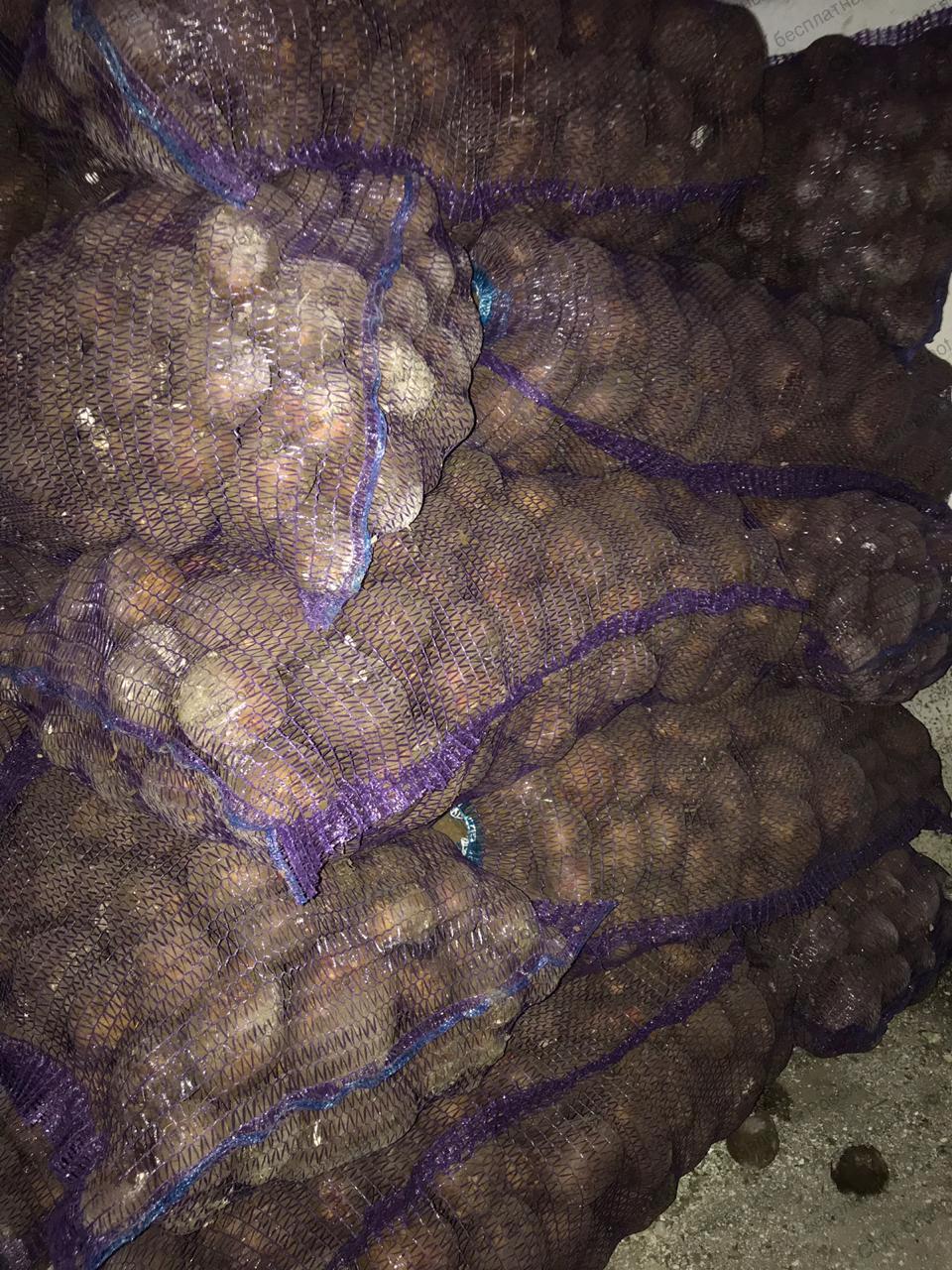 Купить картофель в ленинградской области. Картофель сетка 34 кг. Купить картошку в Саратове.