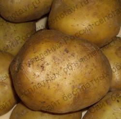 Фото: Предлагаем картофель семенной сорт удача 1-я репродукция 5 руб. 