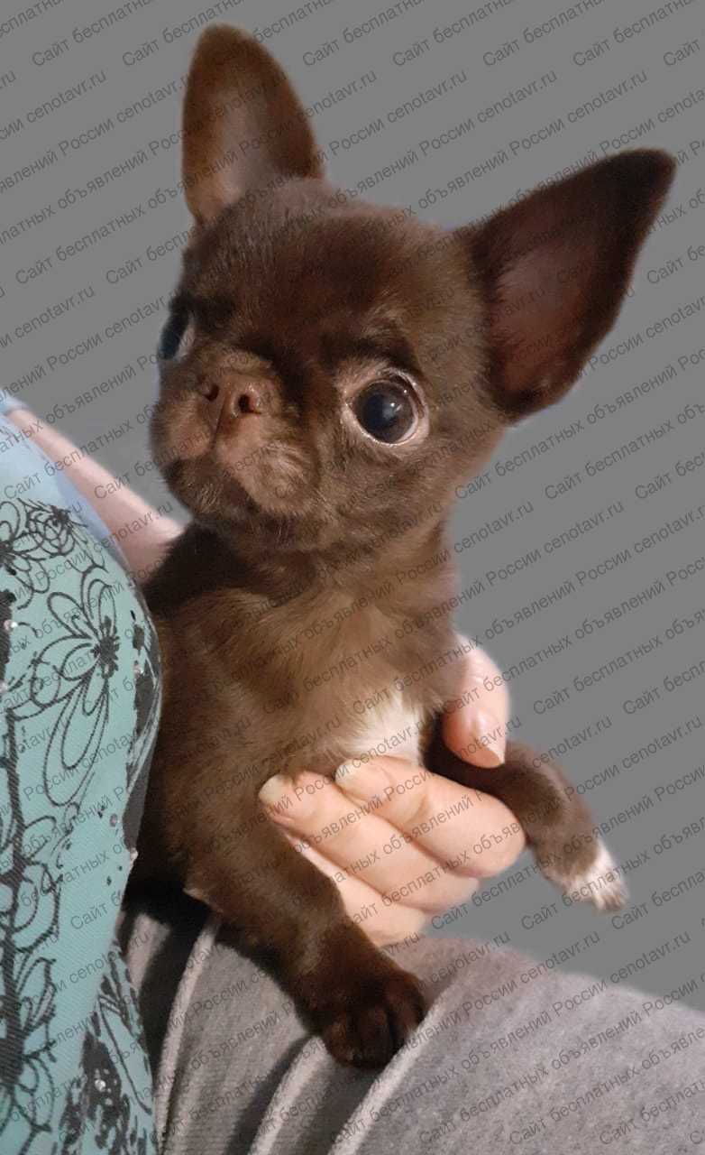 Маленький шоколадный щенок чихуахуа. Беби фейс. РКФ в Краснодаре.  Объявления cenotavr
