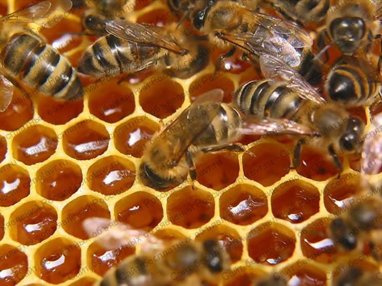 Фото: Предлагаю продукцию пчеловодства