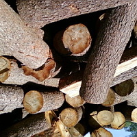 Фото: Дрова березовые, дрова осиновые, дрова ольховые, дрова дубовые продам
