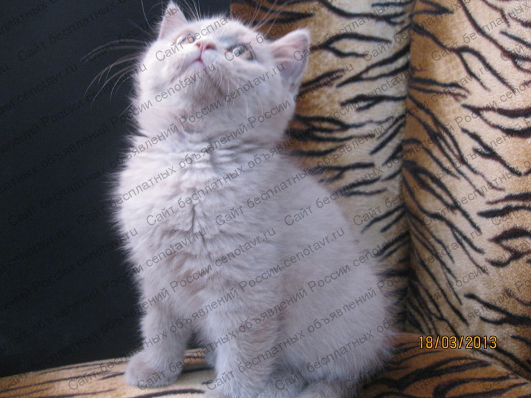 Фото: Плюшевый британский лиловый котенок