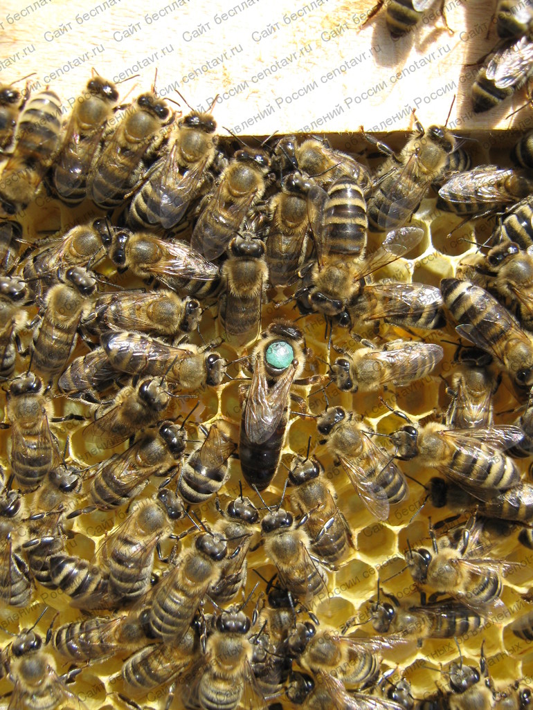 Фото: Пчеломатки, пчелопакеты 2013