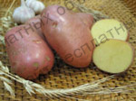 Фото: Продам продовольственный картофель Романо