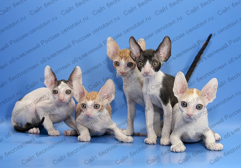 Фото: Корниш-рекс элитные котята