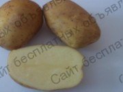 Фото: Семенной картофель из Беларуси