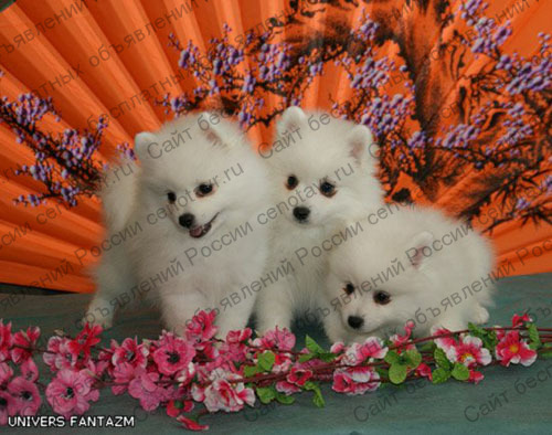 Фото: Шпиц японский, щенки. Продажа щенков японского шпица в Волгограде
