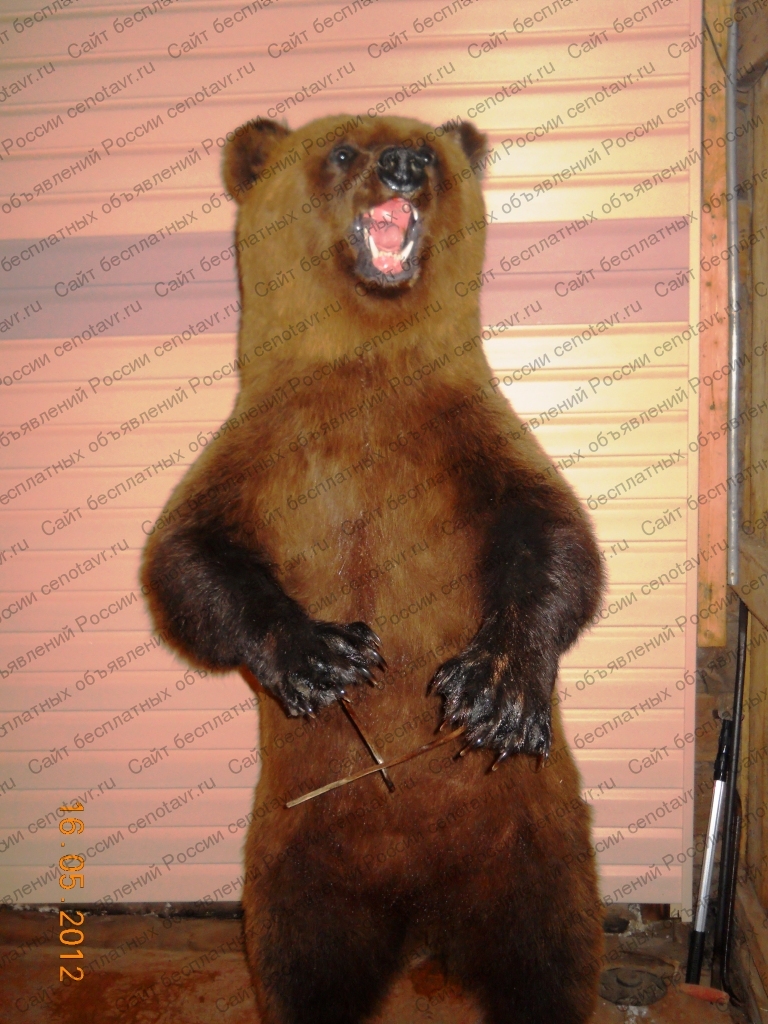 Фото: Чучело бурого медведя