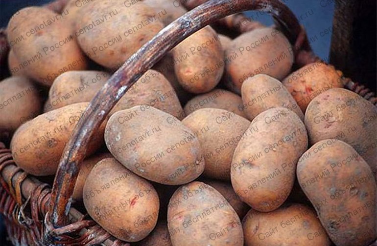 Фото: Продам картофель доставка от 5 ведер бесплатная