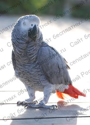 Фото: Попугай жако краснохвостый