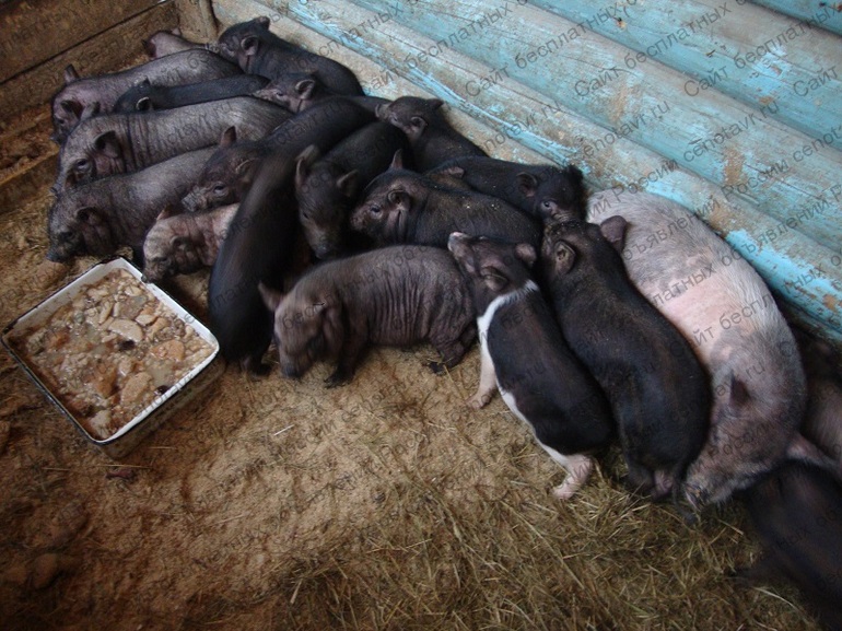 Купить поросят в томской. Сарай для вьетнамских поросят. Московская обл поросенка. Фото сарая для свиней вьетнамских.